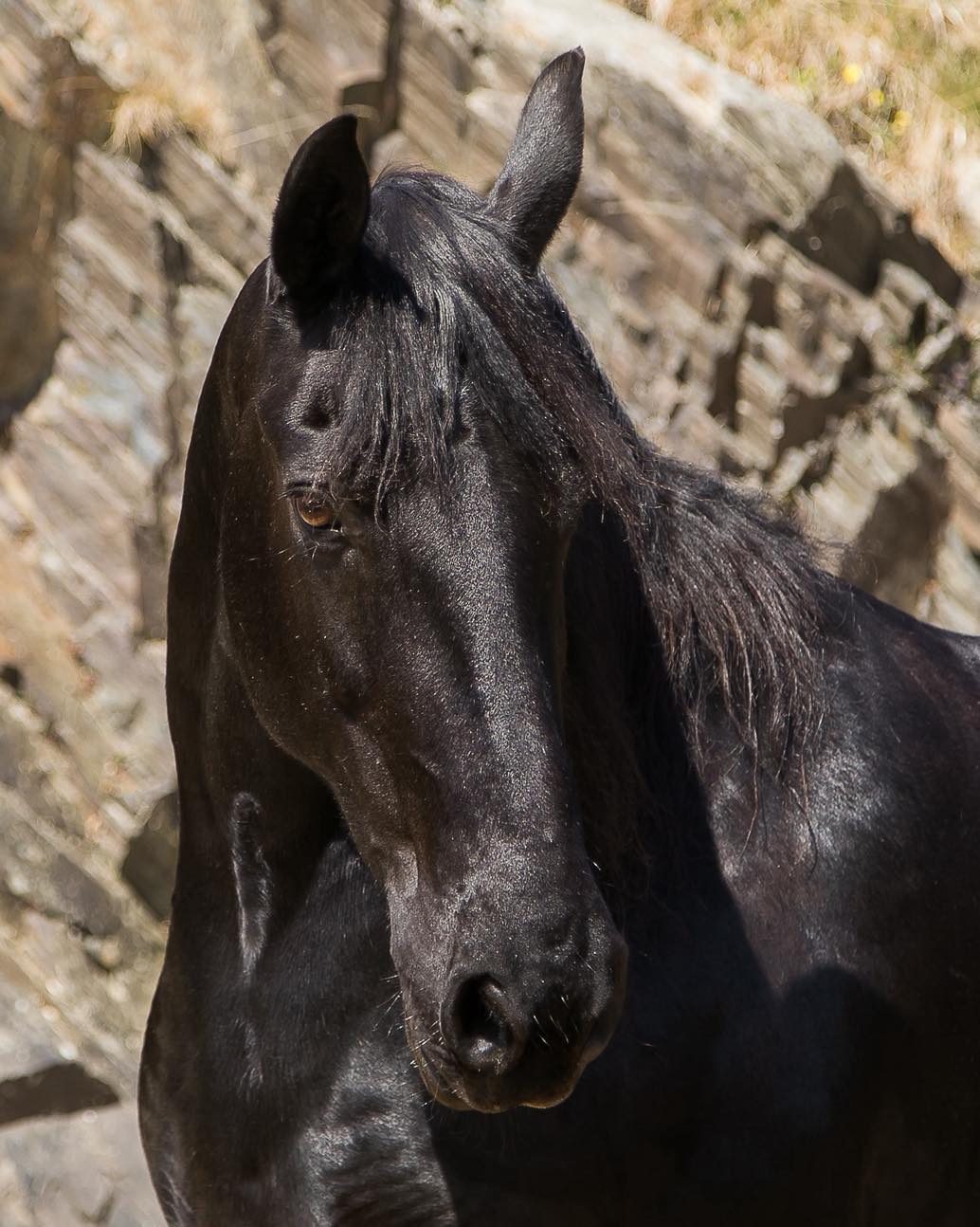 Warm & Tender. Renske. 📸 Sandy... - The Friesian Experience | Facebook