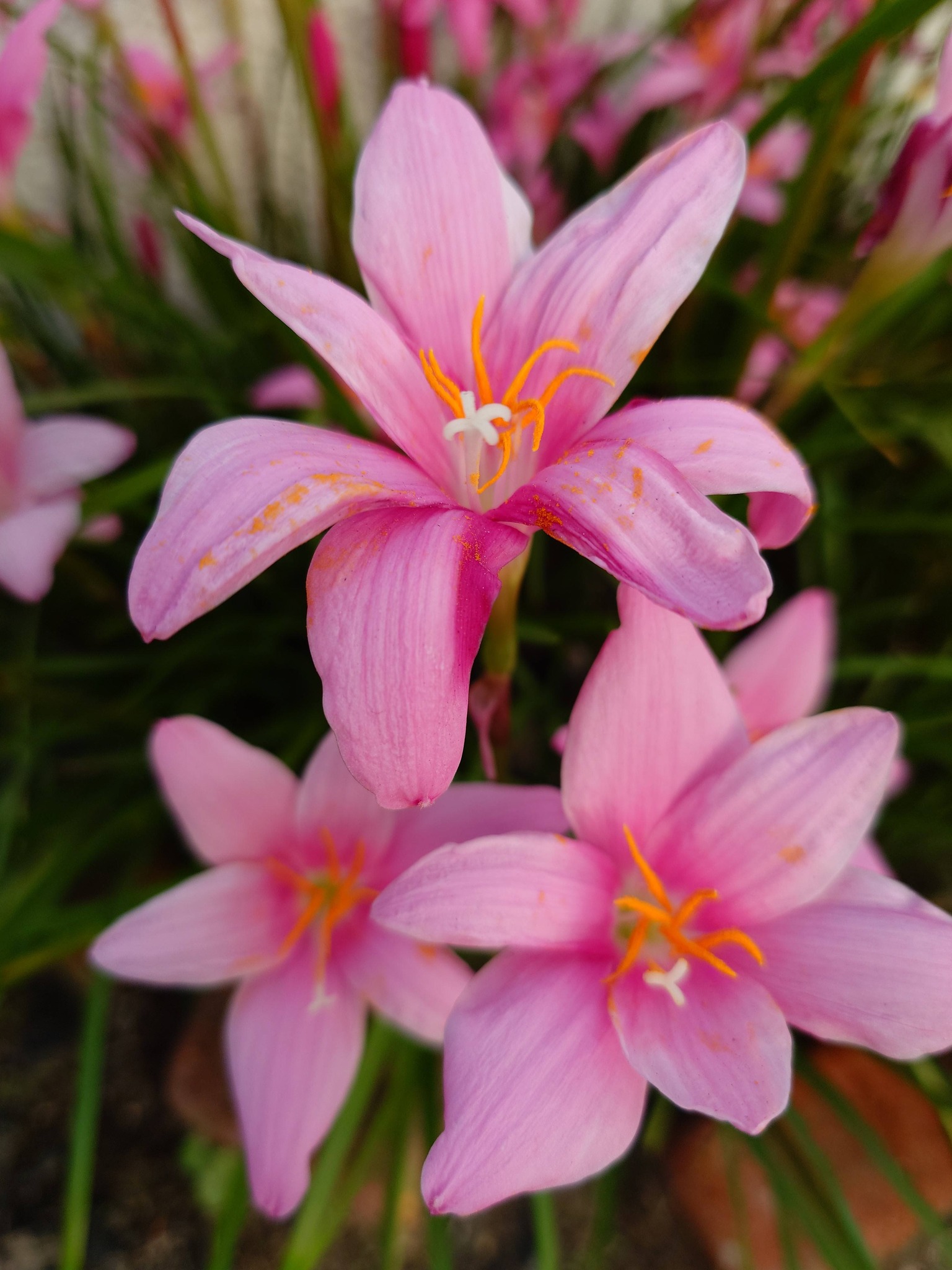🥀🌸🪻🌼見事！咲きました、ゼフィランサスの花🌸〜花びらも大き目で