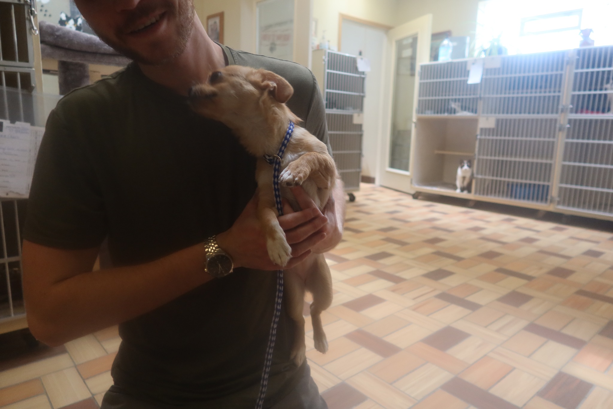 Breathtaking Tlc Animal Shelter Homer Glen Gallery