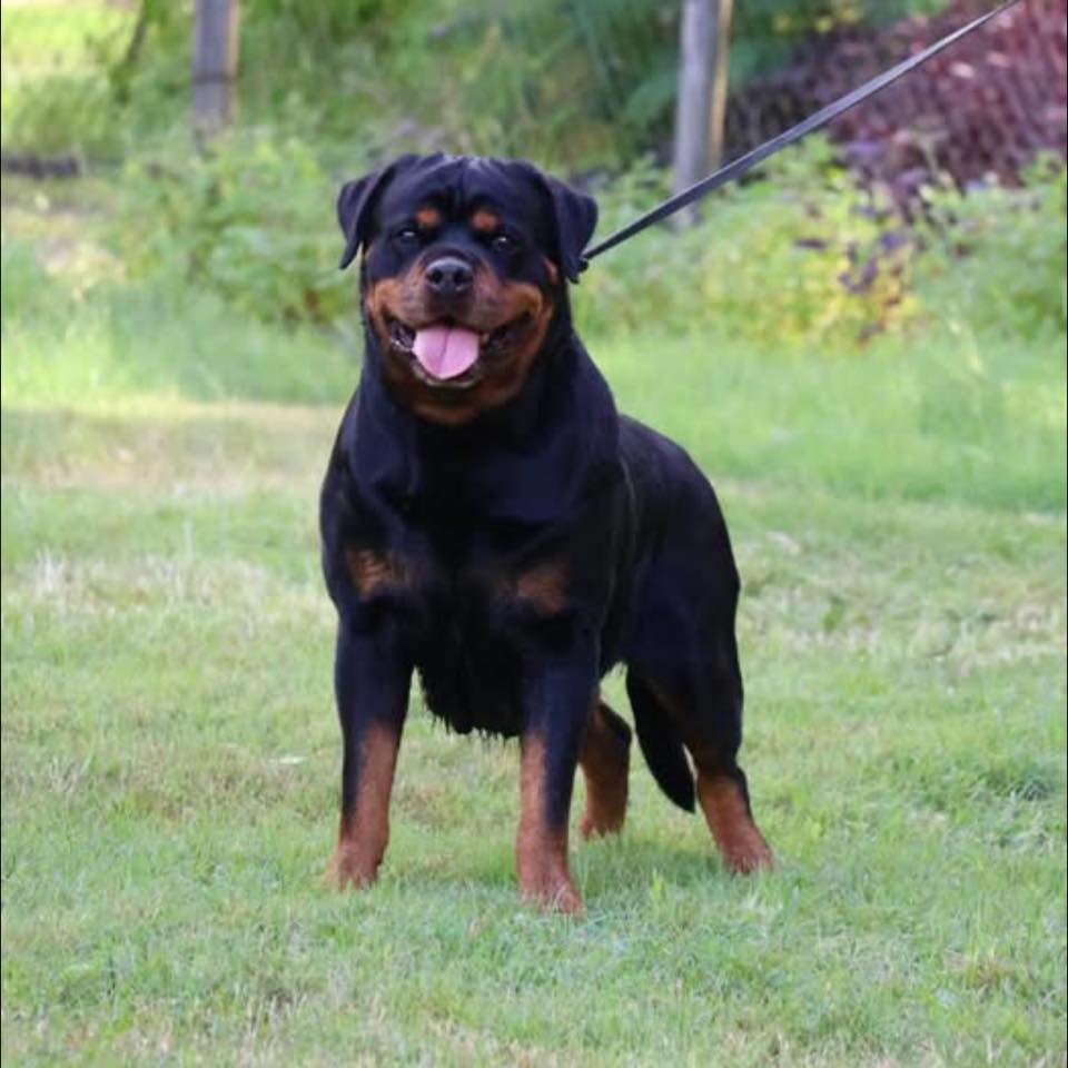 Darkgypsy Rottweilers - Darkgypsy “Y” Litter. Sire: Darkgypsy Da Mighty ...