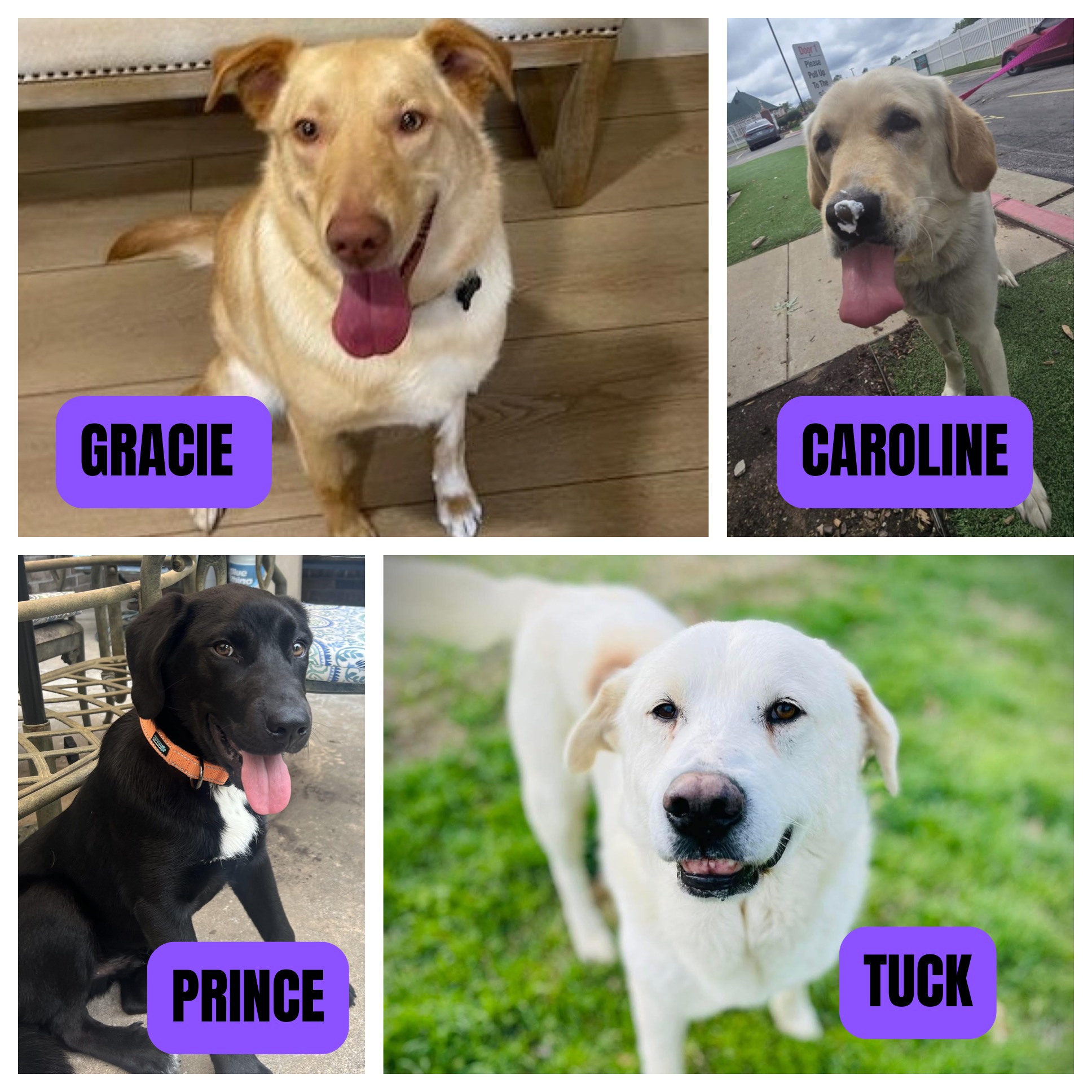 🐶 ADOPTABLE PUPS ALERT! 🐶 These... - Lab Rescue OK, Inc. | Facebook
