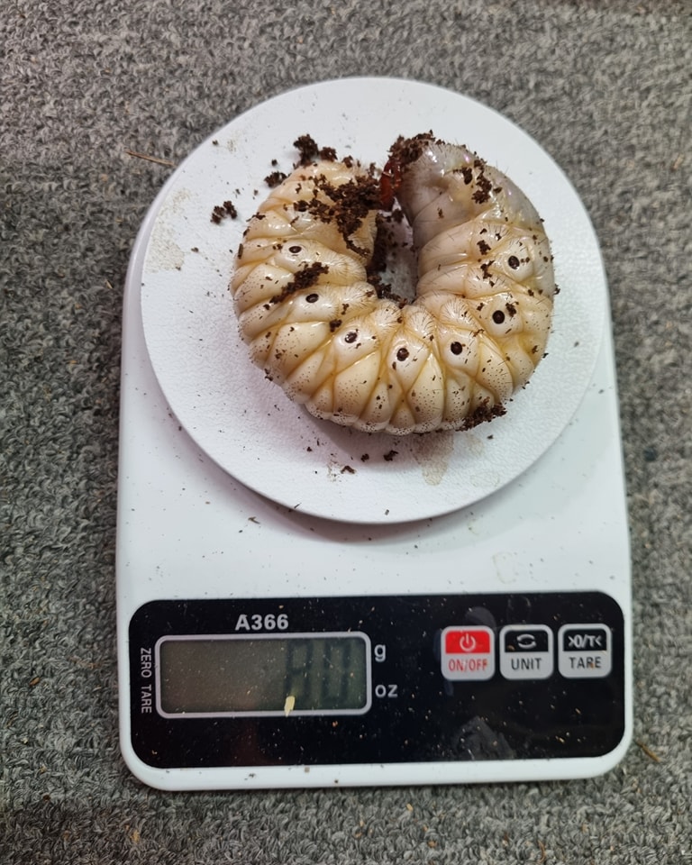 Royal - Chalcosoma moellenkampi DOB : march 2024 Lets see how big will ...