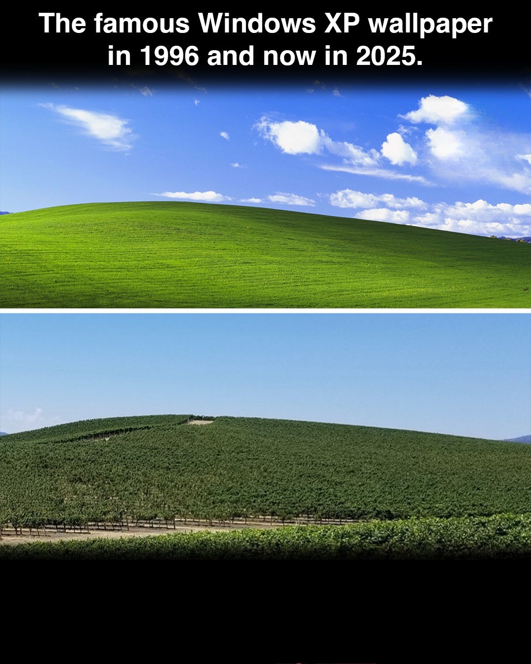 Weird - Remember the iconic Windows XP wallpaper “Bliss”? The bright ...