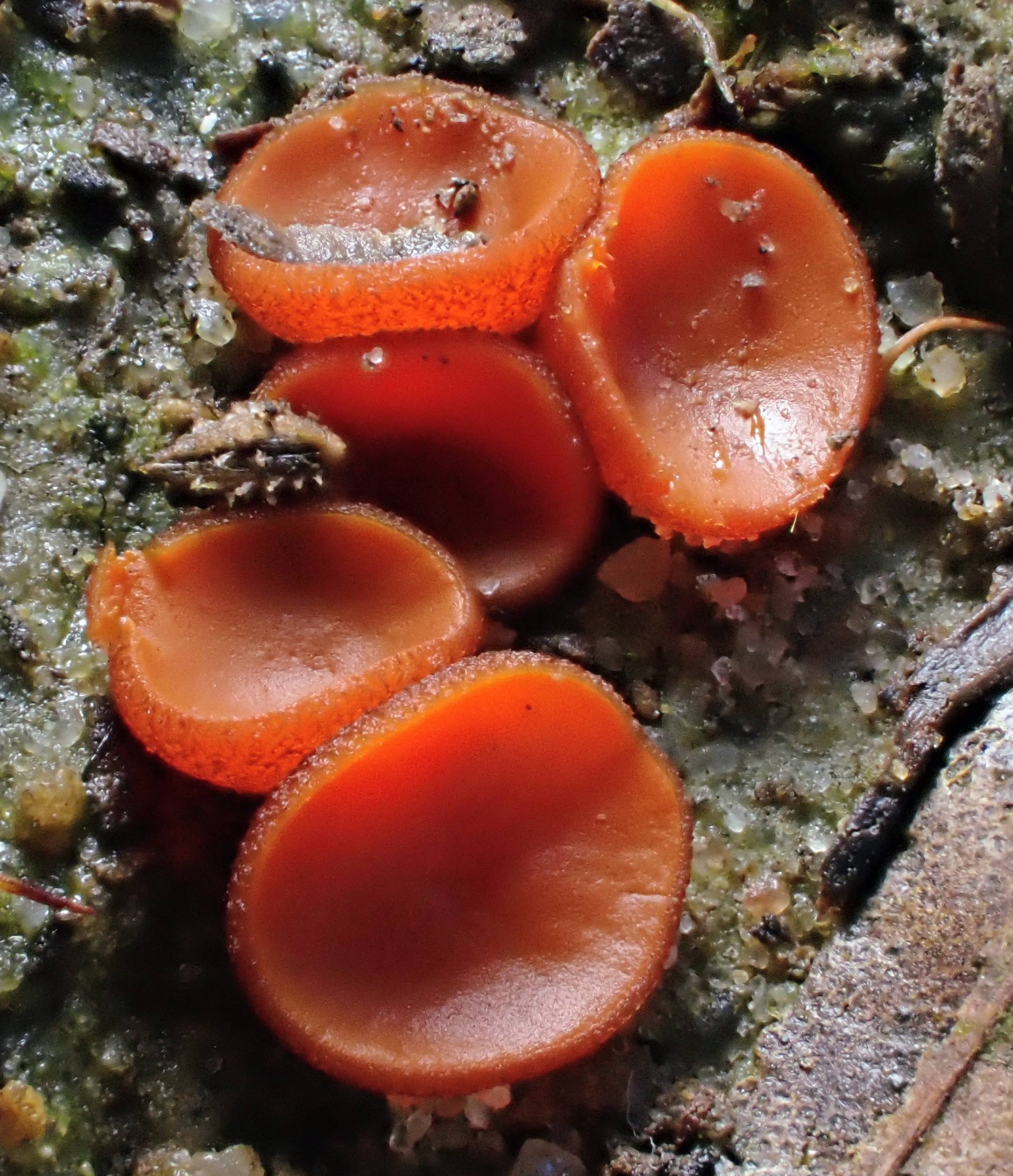 Is this Melastiza cornubiensis fungus from Austria? | Wienerwald