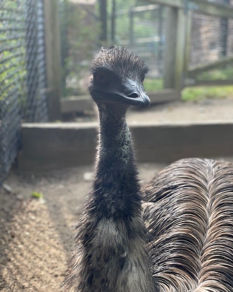 Capron - Happy 14th birthday to Cupcake, our resident Emu! Did you know ...