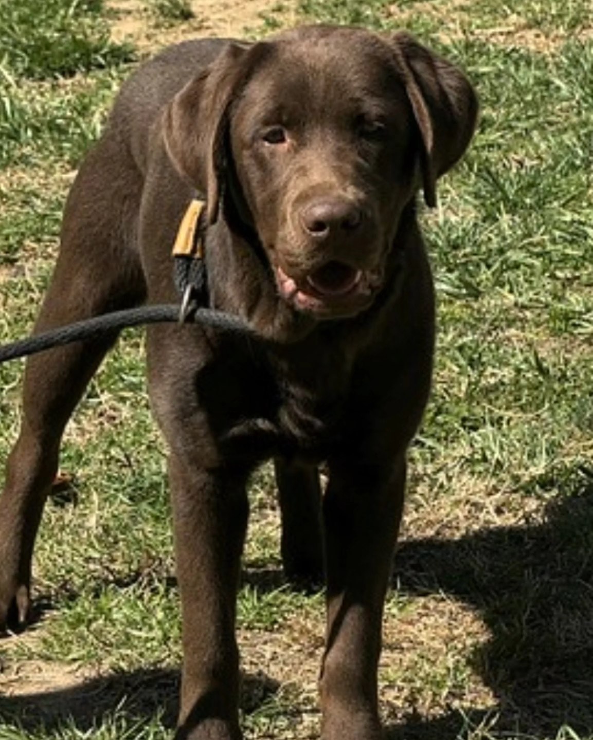 Lab - KODA Age: 9 month old chocolate female Weight: Small