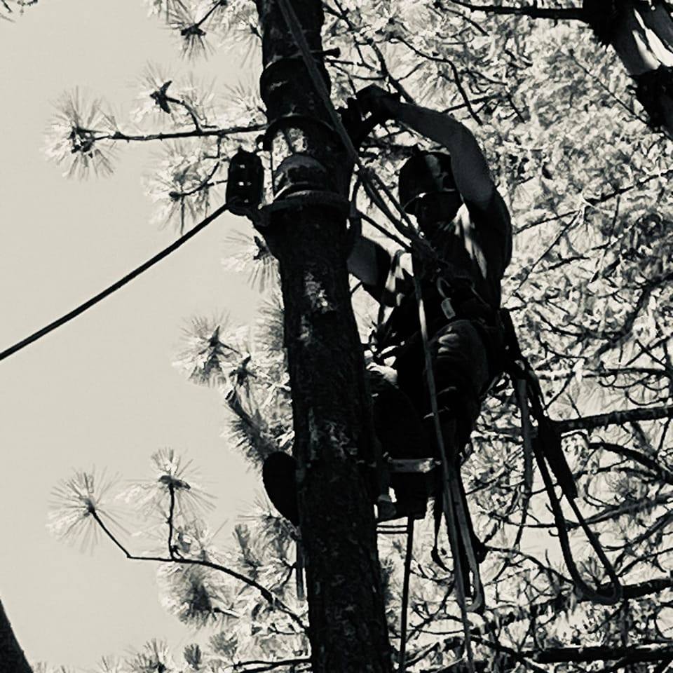 🔥 ONE DANGEROUS TREE. ONE WILDFIRE. EVERYTHING YOU'VE WORKED FOR AT ...
