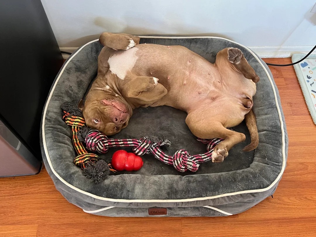 Vicious Pitbull being vicious