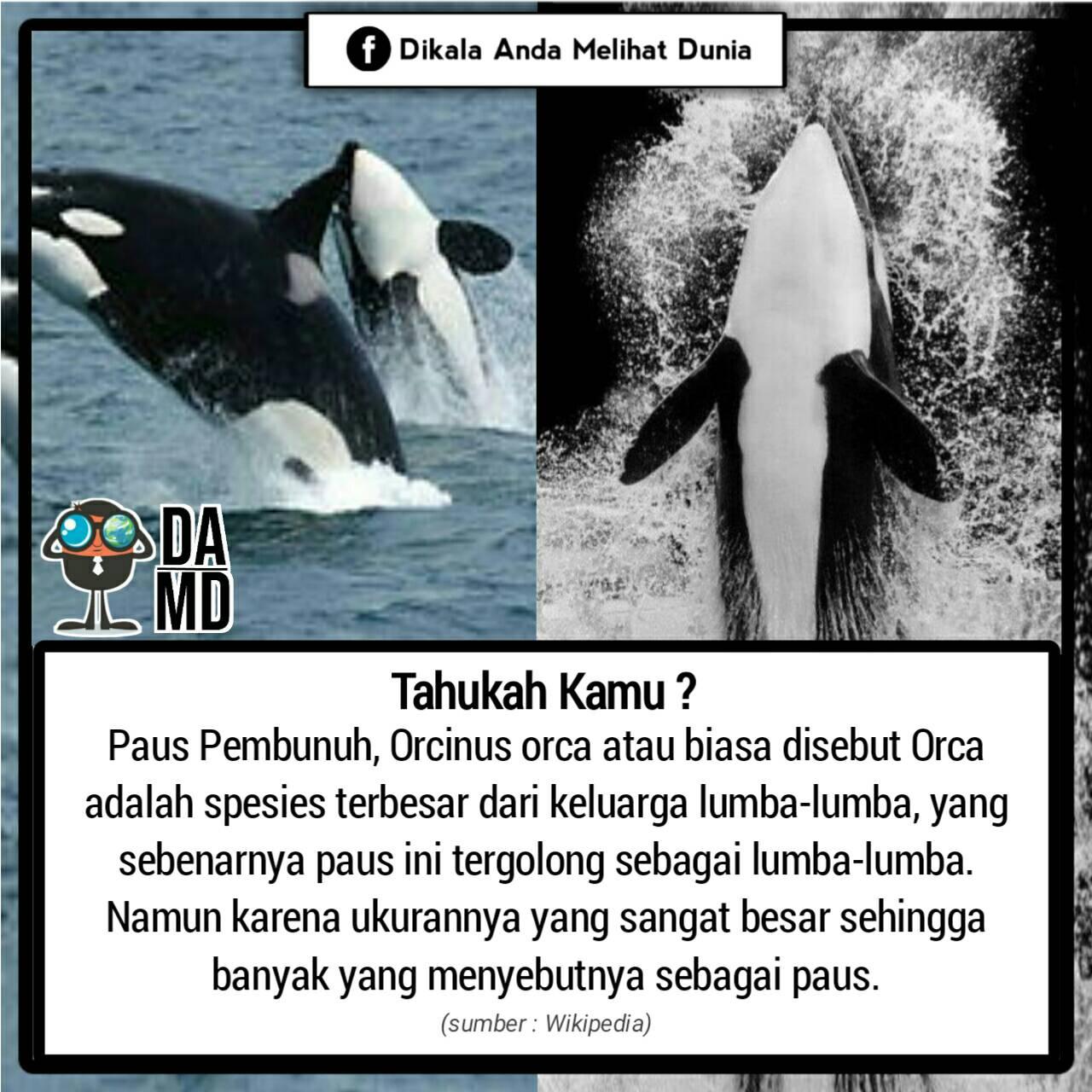 Paus Pembunuh, Seguni, atau... - Dikala Anda Melihat Dunia