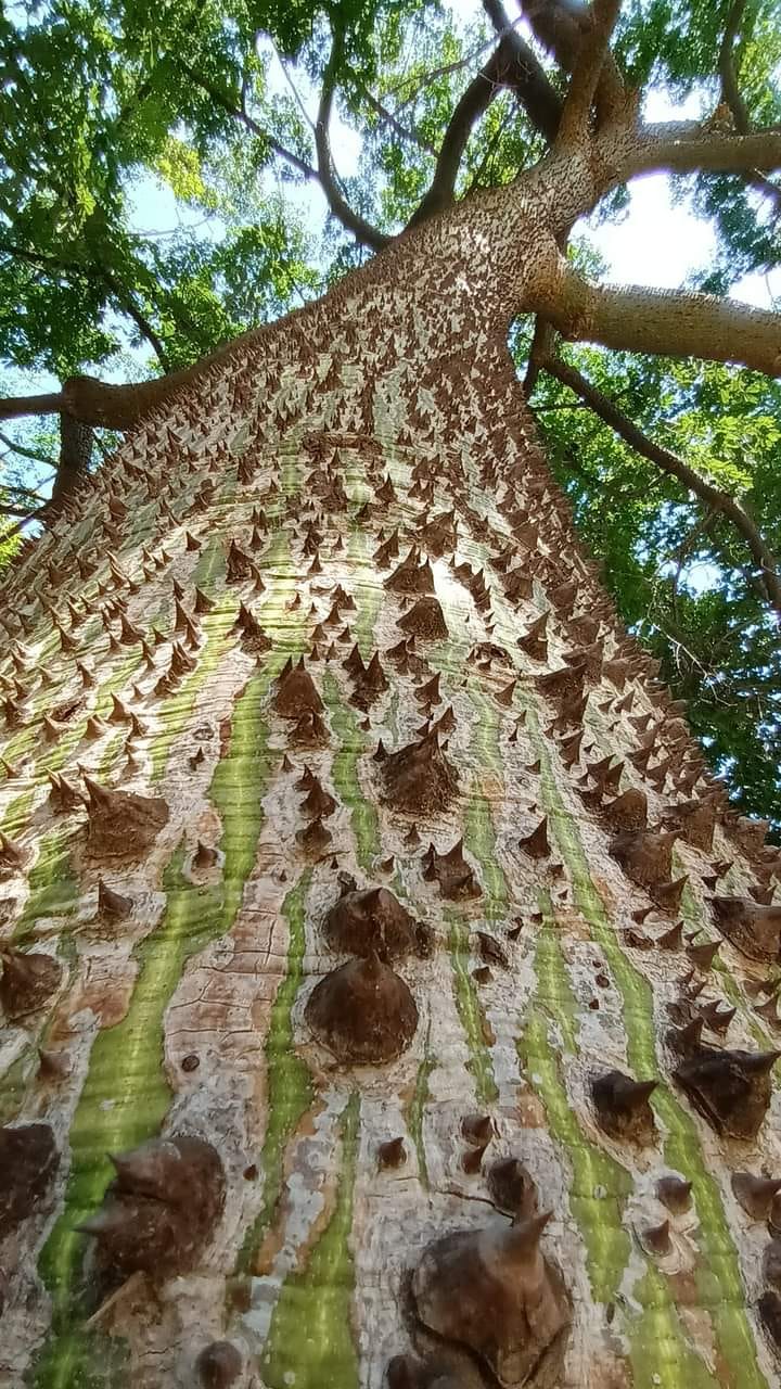 Sandbox tree The trunk of a sandbox tree (*Hura crepitans