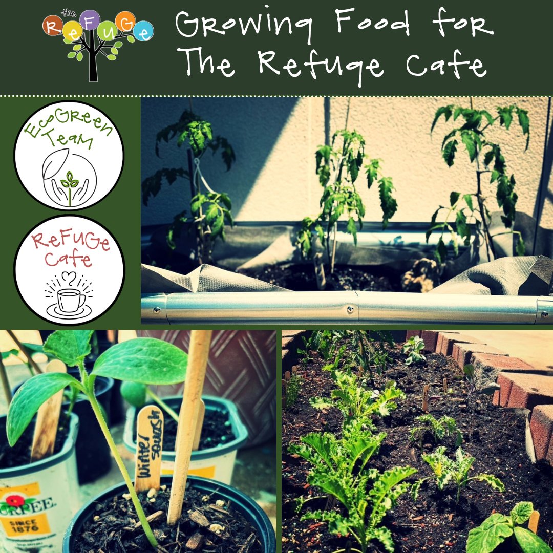 the refuge - We're growing food for the first time! Growing food in an ...
