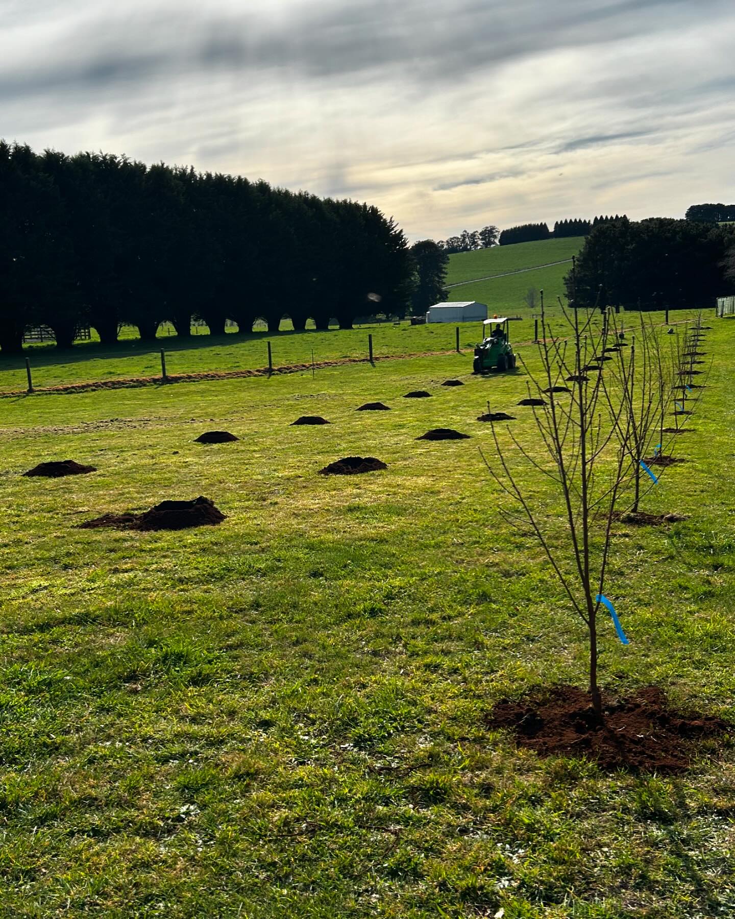 We took some time out from moving this... - Blerick Tree Farm | Facebook