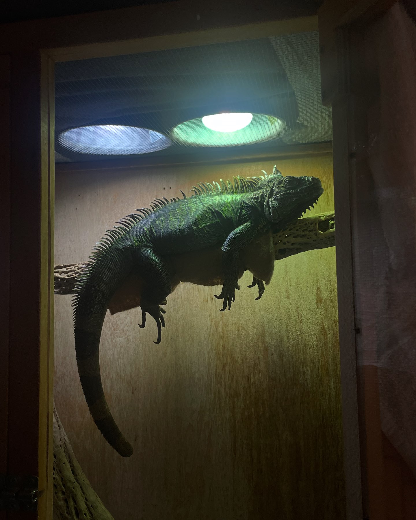 Reptile & Amphibian Rescue Network