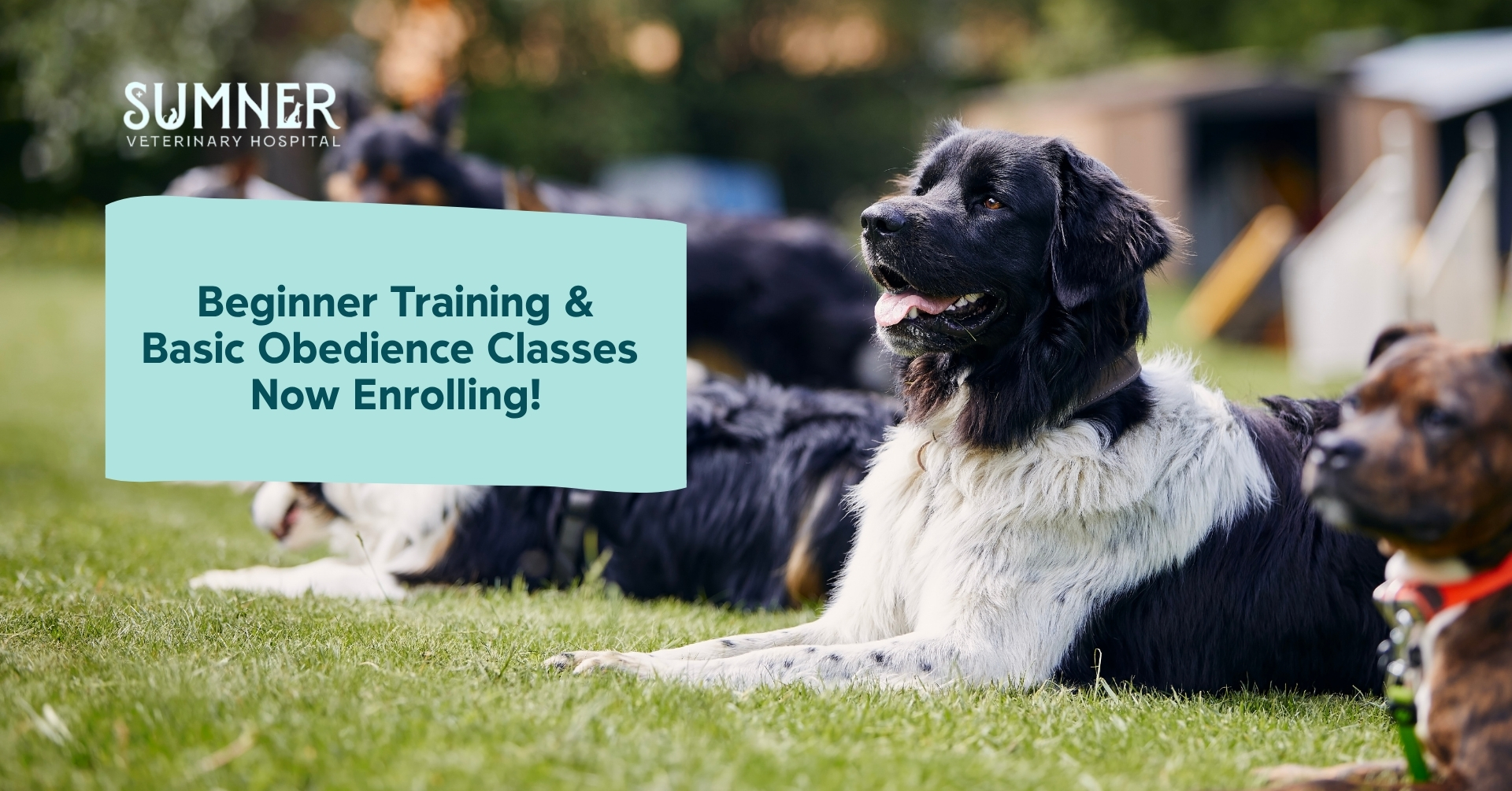 Beginner Dog Training & Basic Obedience