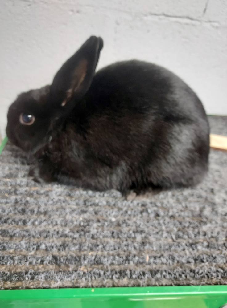 Willow Wood Rabbitry