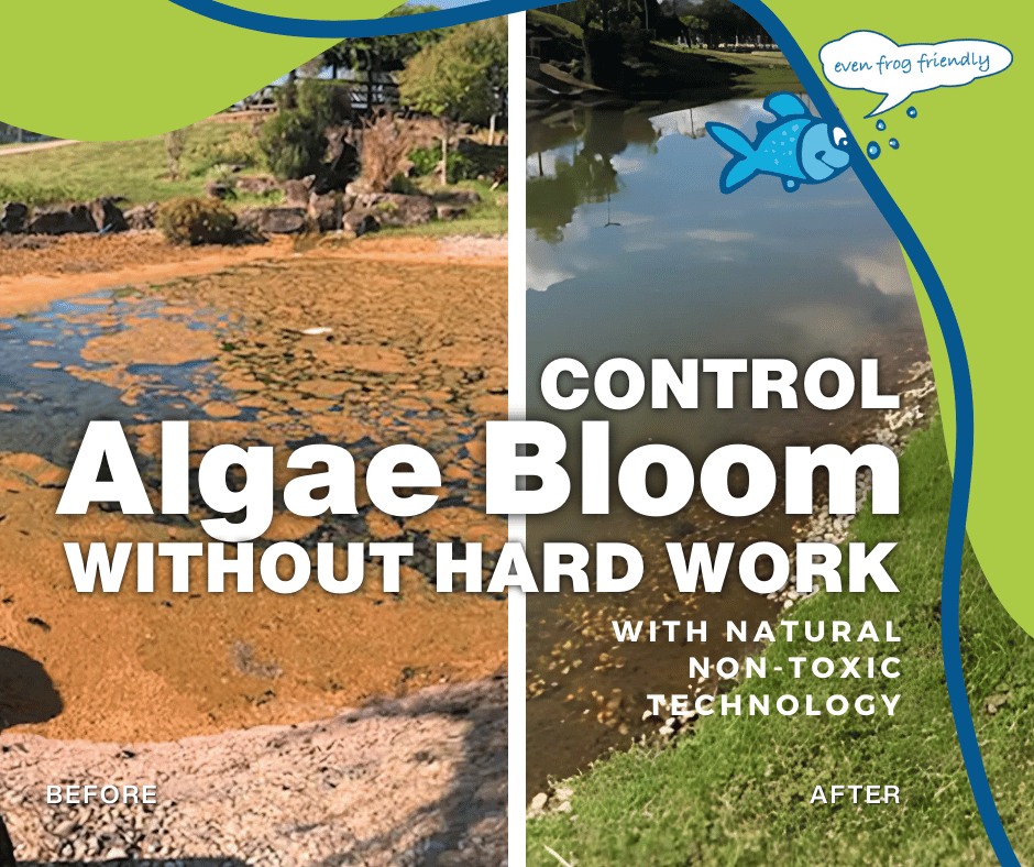Curated visual reference: Fresh Look at Marine Before And After Tackling Algae Blooms With Mec Algae