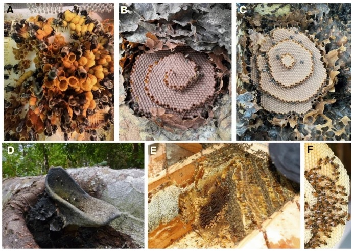 Architecture of the insect society:... - Hymenoptera Research | Facebook