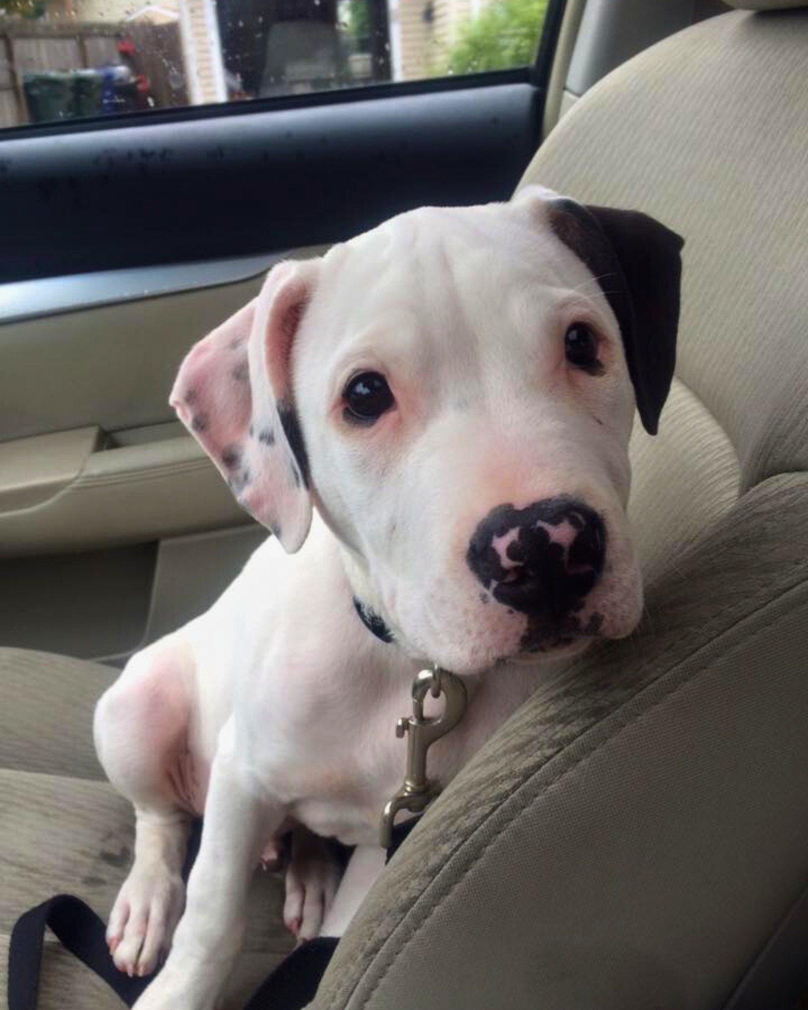 Pittie Posse Rescue... - Pittie Posse Rescue And Sanctuary