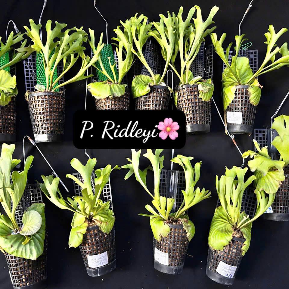 TIỆM LÁ SÀI GÒN - 🌿 PLATYCERIUM RIDLEYI – BÁU VẬT “Ổ RỒNG”... | Facebook