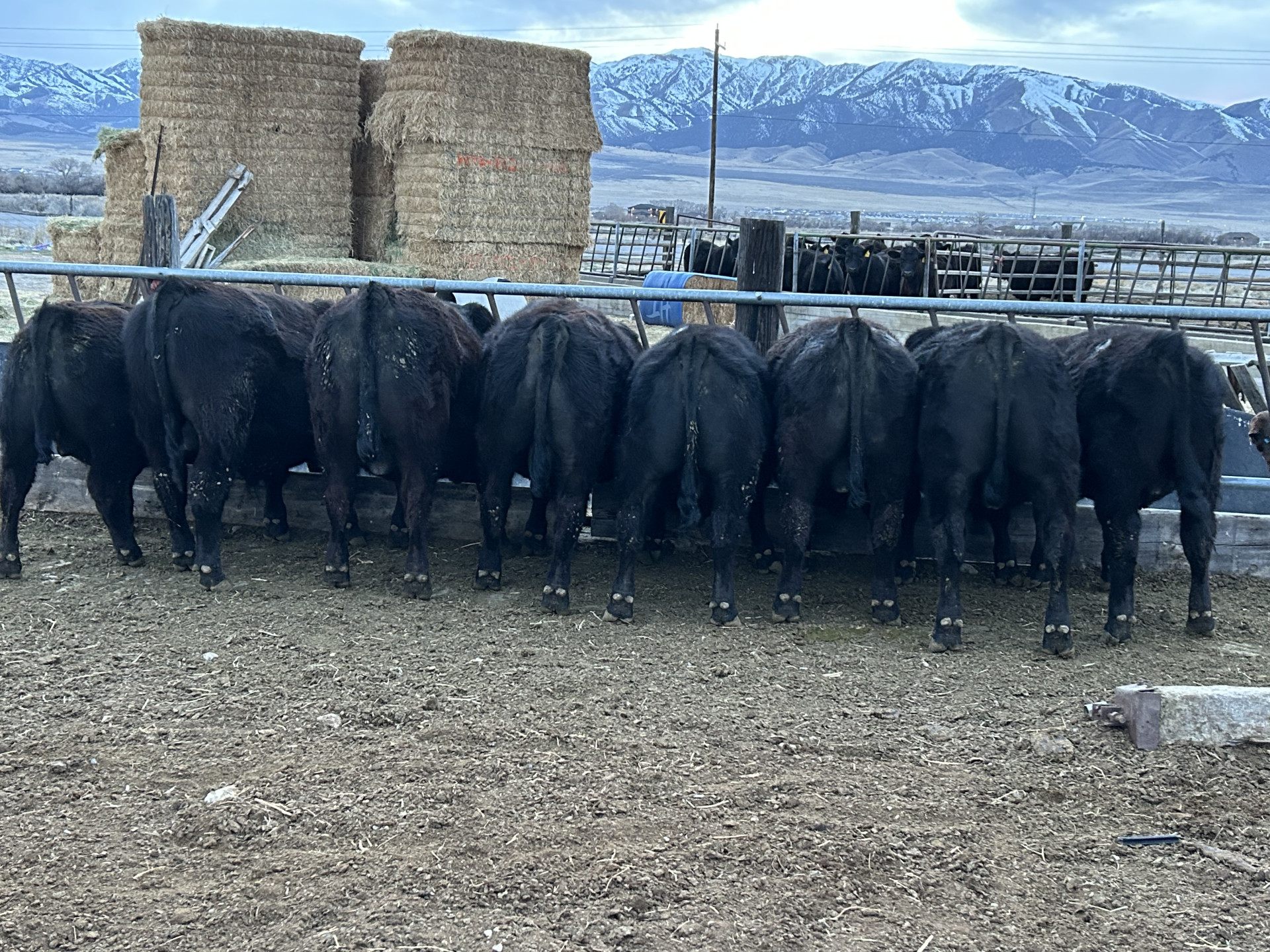 Ranch - 10 - Yearling Angus Bulls - Utah - Top end Angus genetics for ...