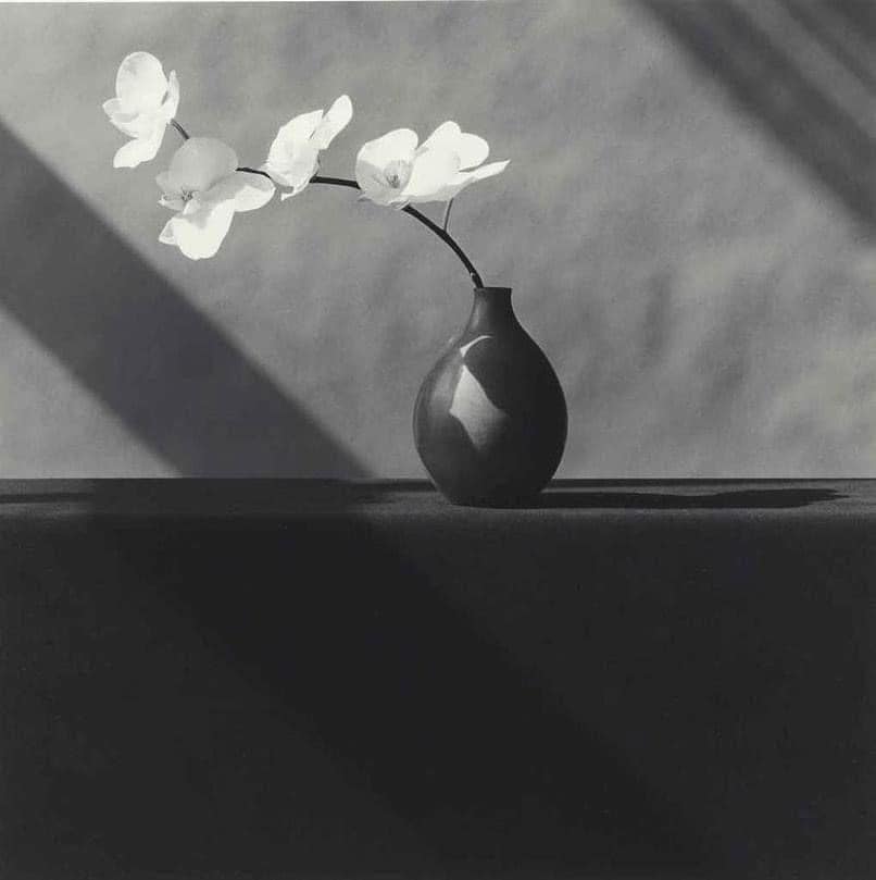 Robert Mapplethorpe, 1982. #RobertMapplethorpe #36Frames