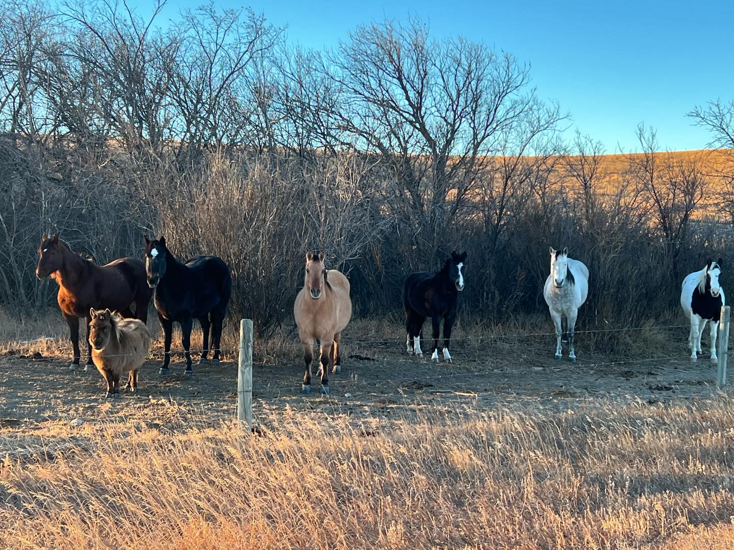 Blue Rein Ranch Counselling & Animal Assisted Therapy | Fort Macleod AB