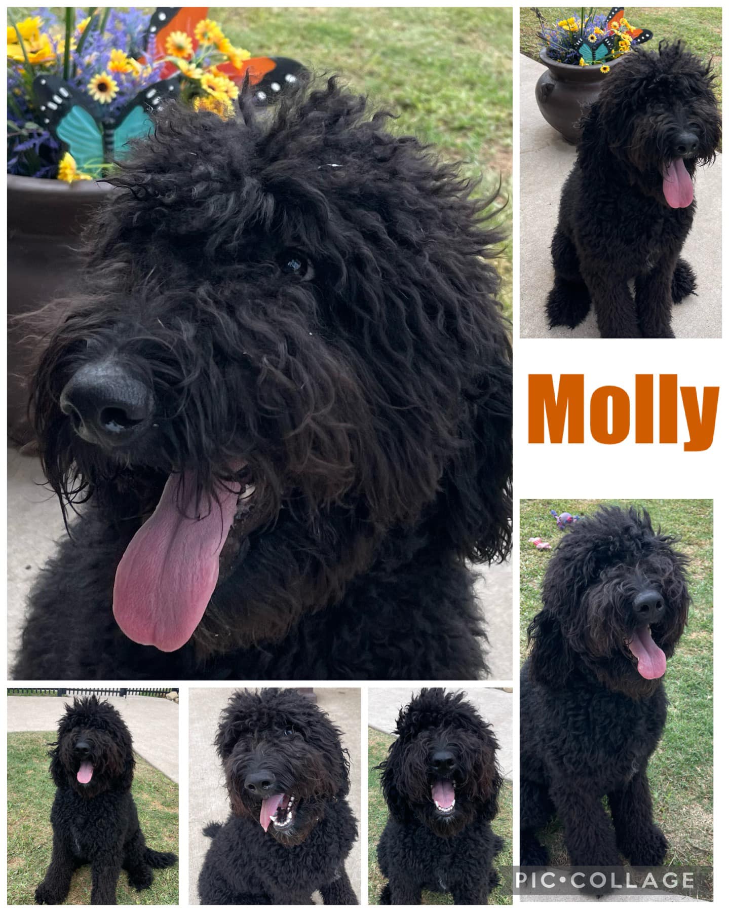Meet Miss Molly! She is making... - Ruff-inn Pet Lodge, LLC.