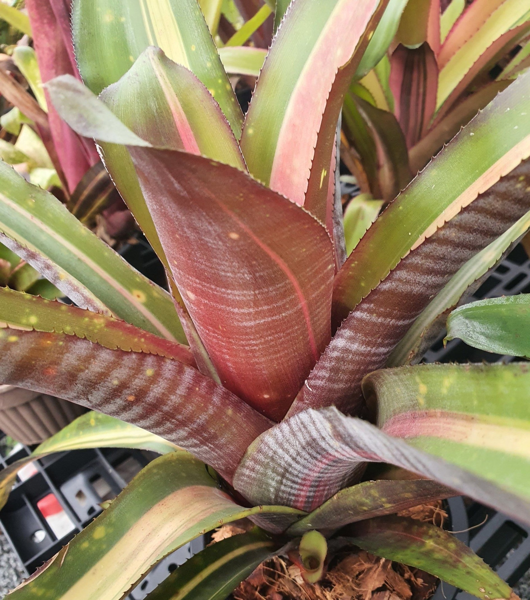 Billbergia Alan Ladd