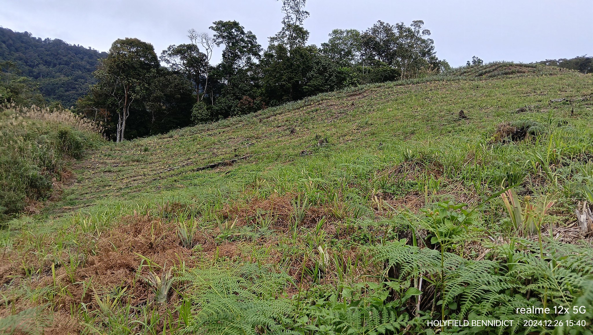 HB AGRO FARM | Tambunan