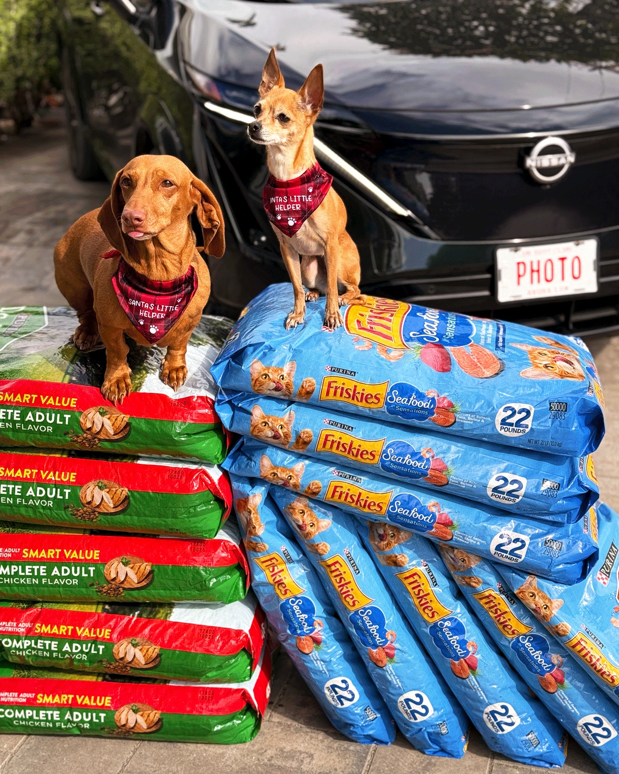 Hope for Paws Drive