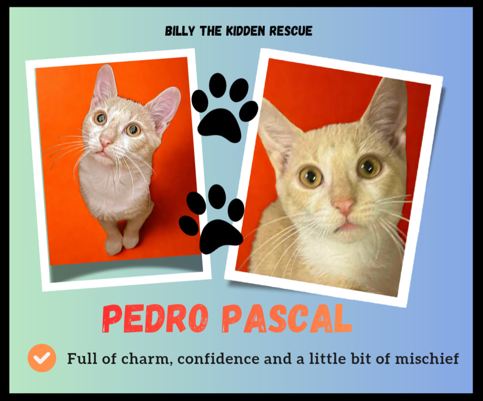 Billy - 🎬 Meet Pedro Pascal! 😻 Birthday: April 30, 2025 Sex: Male (not ...
