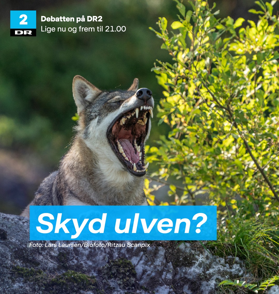 Debatten - DR