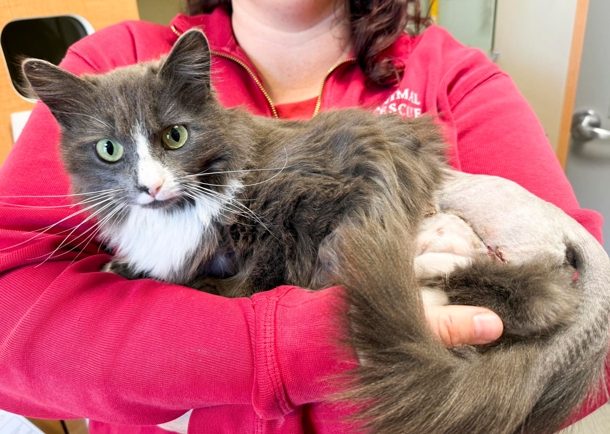 Animal - Our Field Services team recently brought in an 8-month-old ...