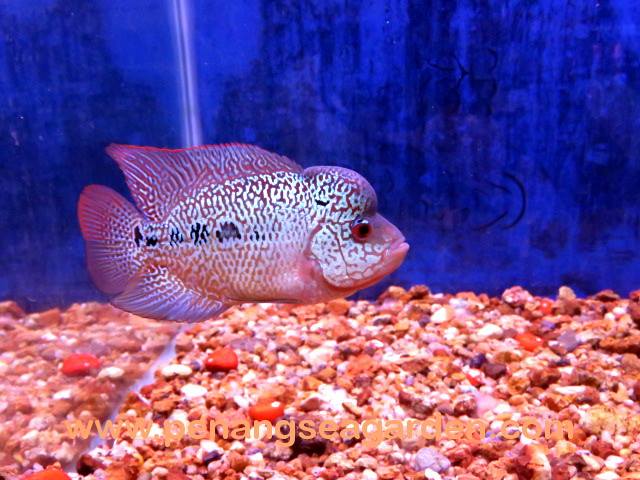 High Grade King Kamfa 4 Is Penang Sea Garden Aquatic Facebook