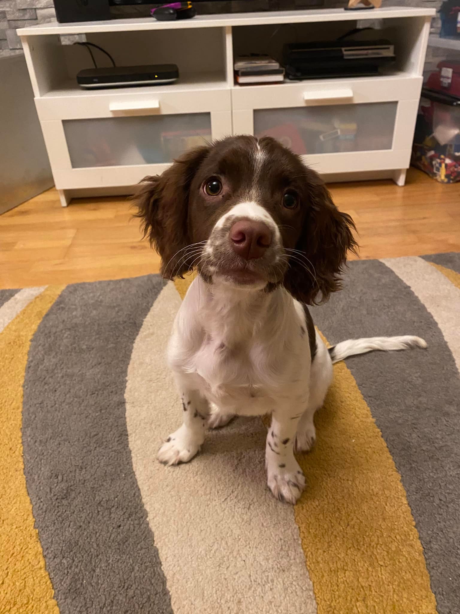 Our most recent puppy sitting 🐶 Yoko... - pheebsdogservice | Facebook