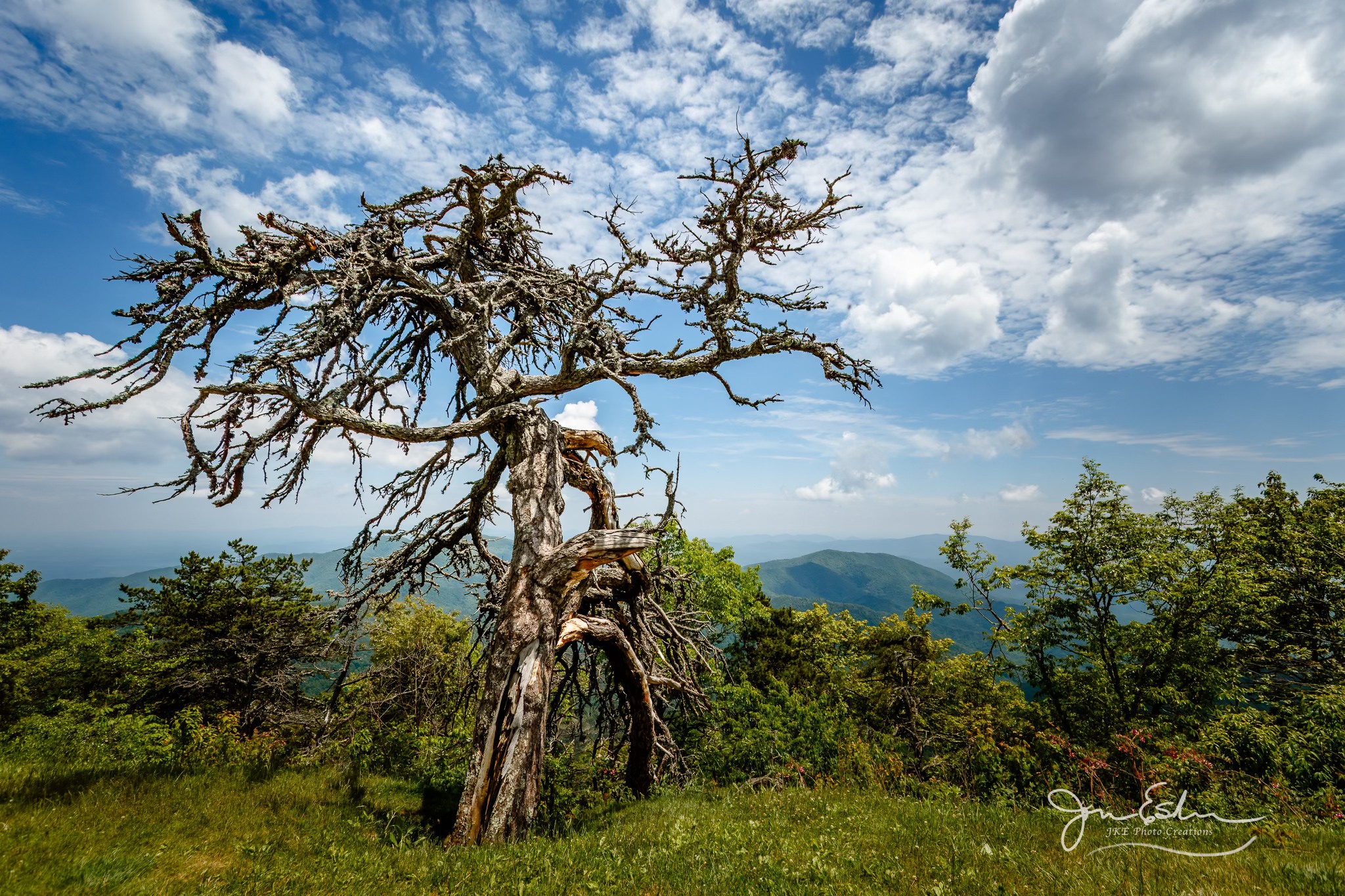 The wise one tree at laurel knob