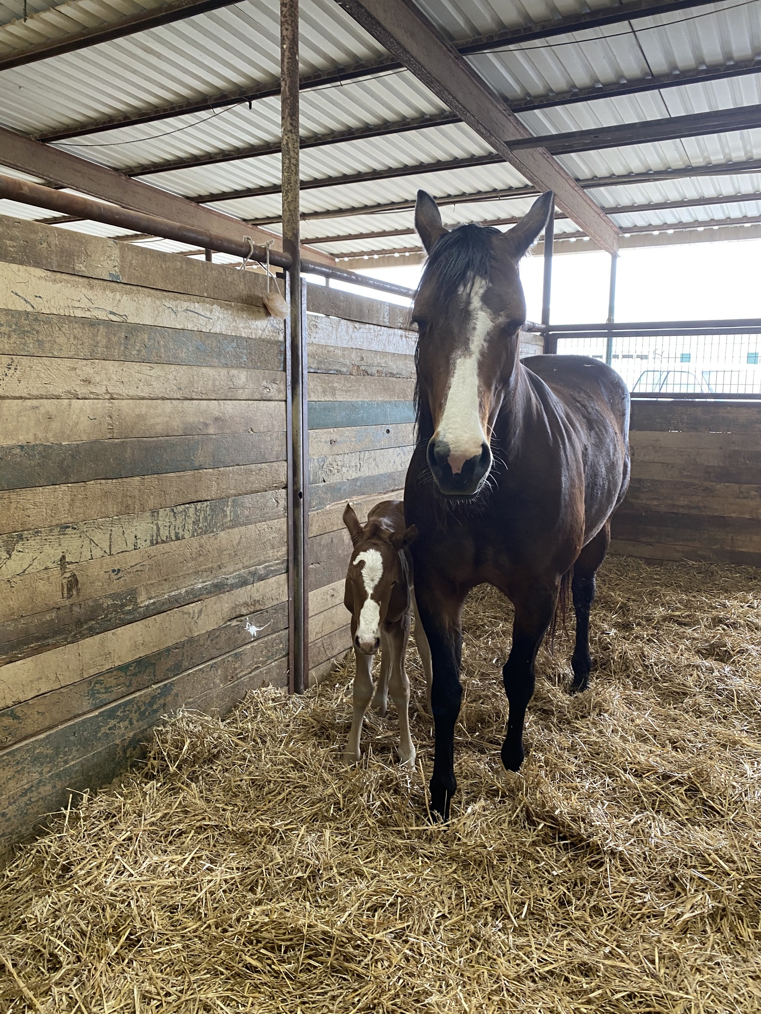 Spirit Ranch Gordonville, TX | Gordonville TX