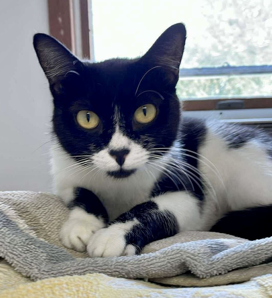 Sweet - MAGNOLIA https://www.sweetpawsrescue.org/adoptable-cats MA ...
