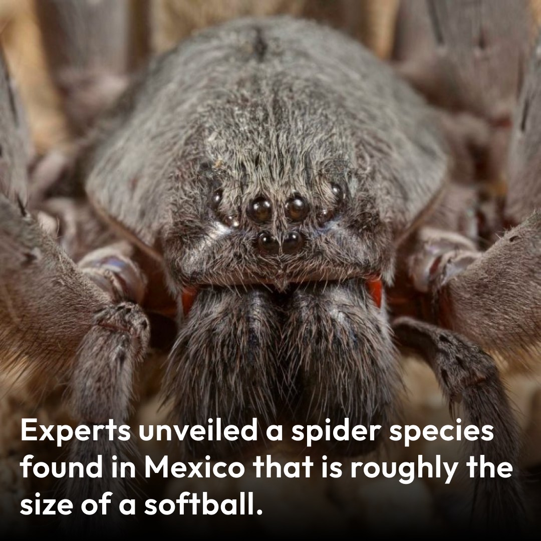 The spider species, found in Mexico, is roughly the size of a