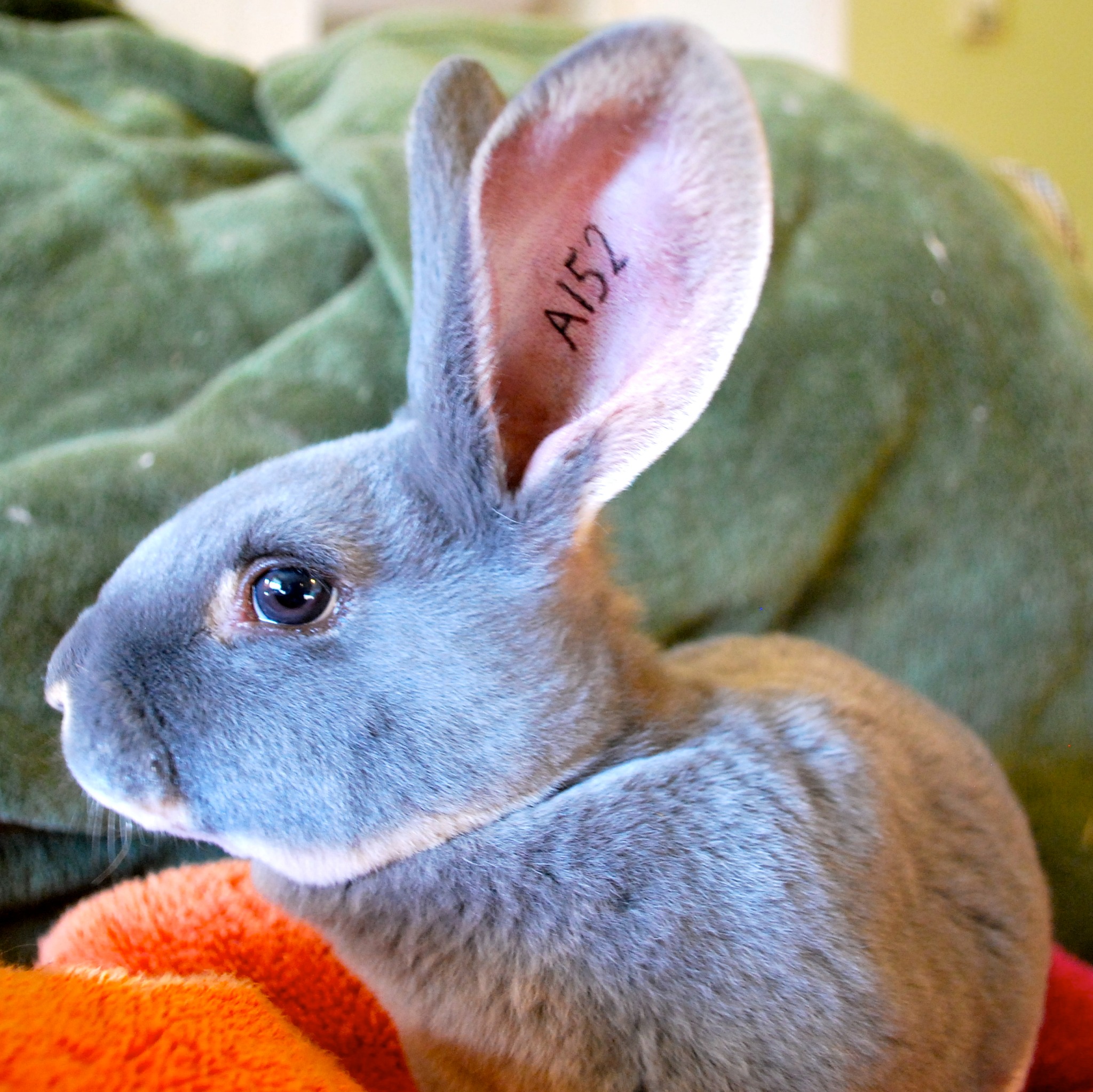 Ohio - 🐇 Reminder: All Breed Rabbits are required to attend one of the ...
