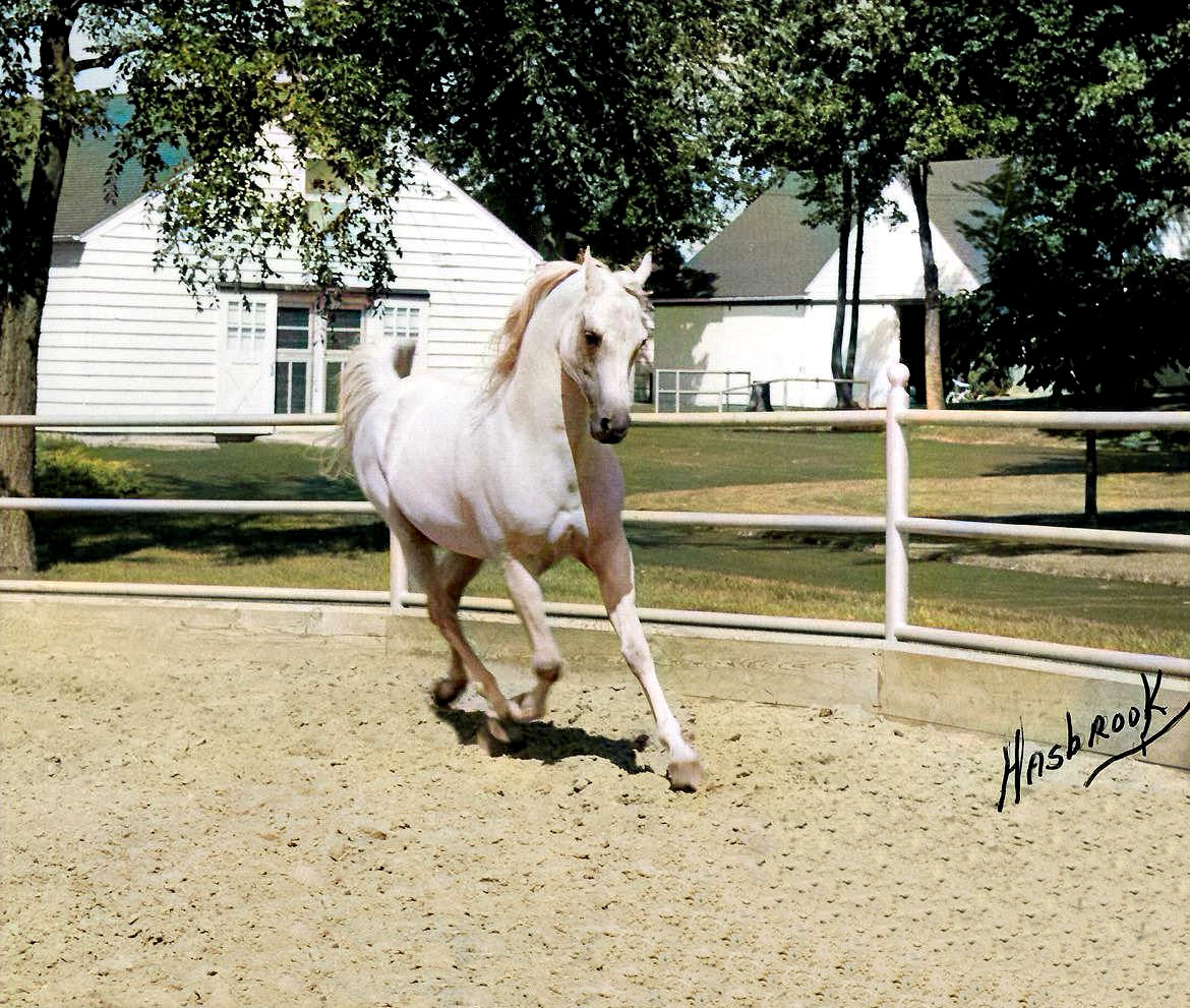 We LOVE Arabian Horses - Ferzon (Ferneyn x Fersara by Ferseyn), the ...