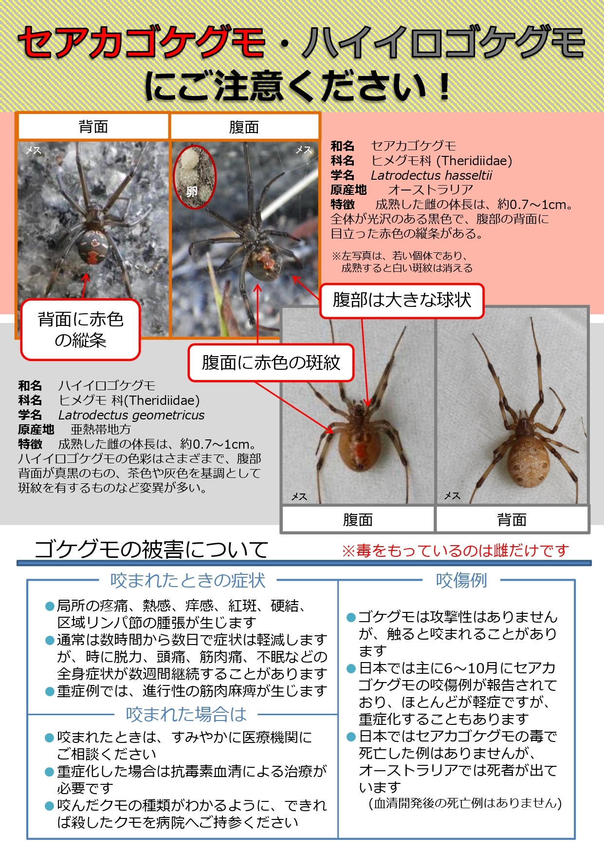セアカゴケグモ 死亡 例