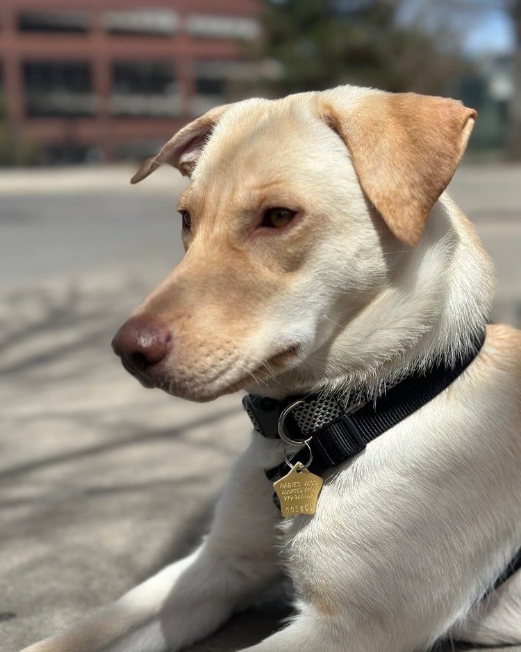 Mile High Labrador Retriever Mission