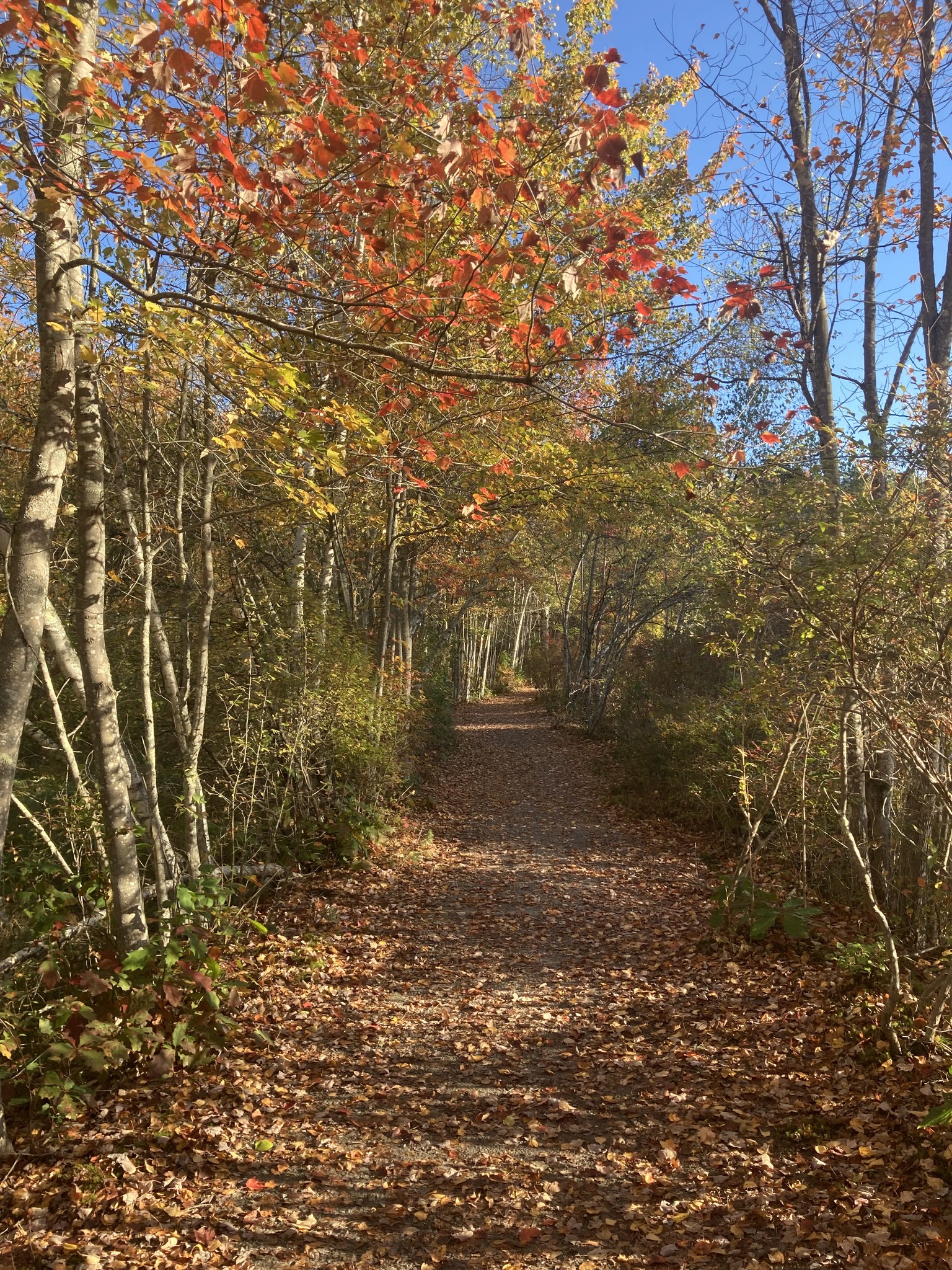 Get your foliage fix at... - Newfound Lake Region Association | Facebook