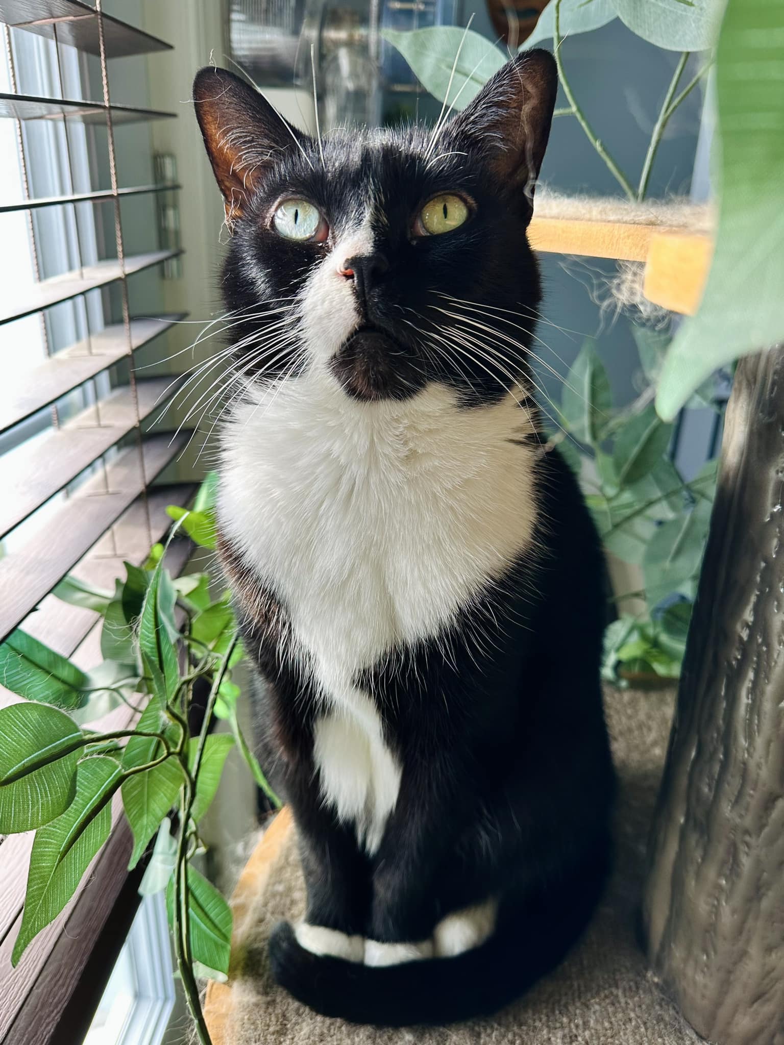 The Oreo Cat - A picture of purrfection 🖤