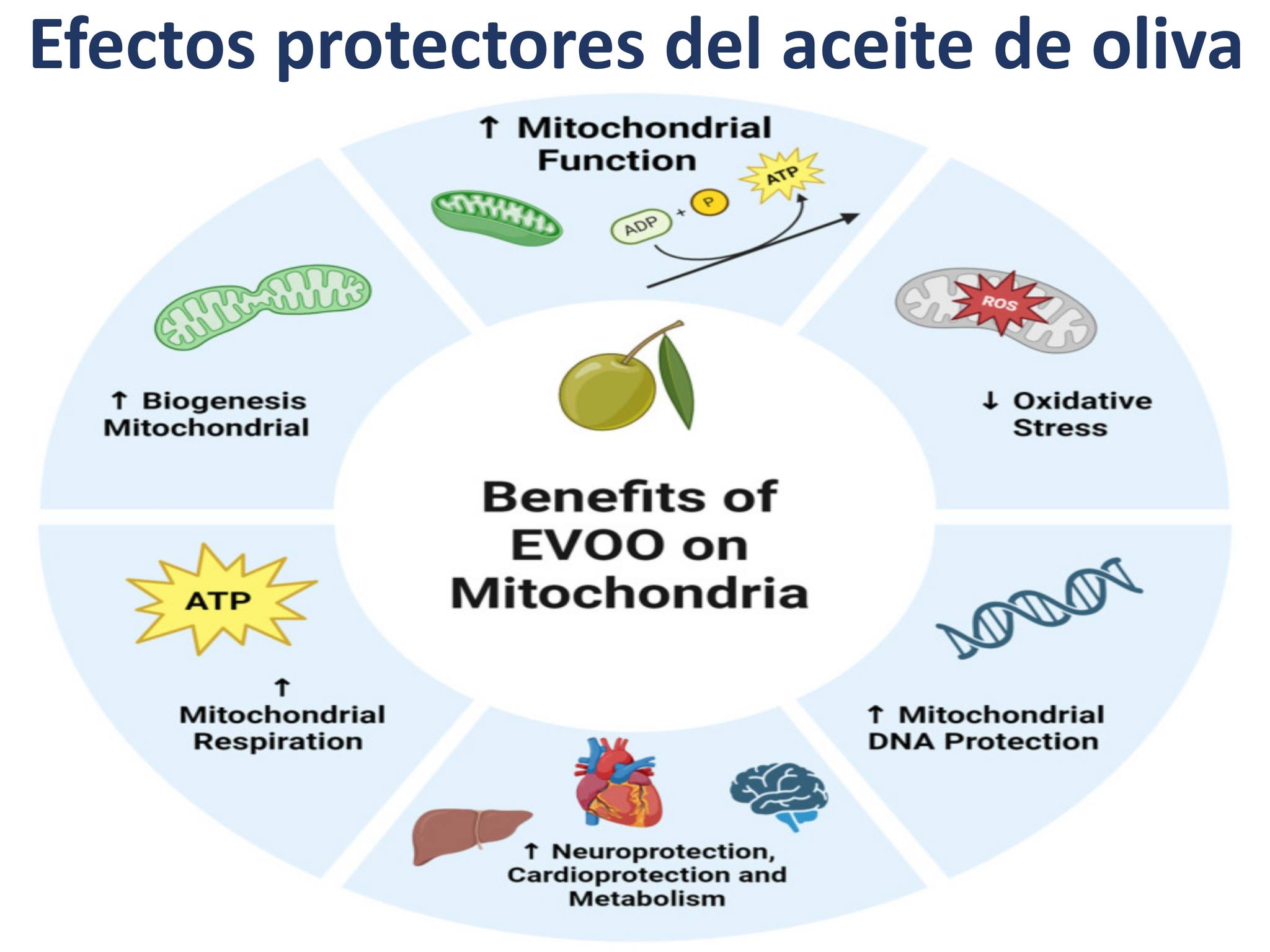 Nut Adri Moreno - El aceite de oliva extra virgen es... | Facebook