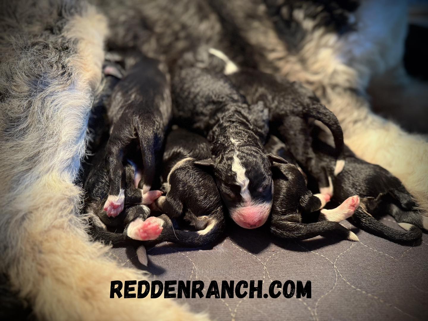 We’re thrilled to announce... - Redden Ranch - Rocking R4 | Facebook