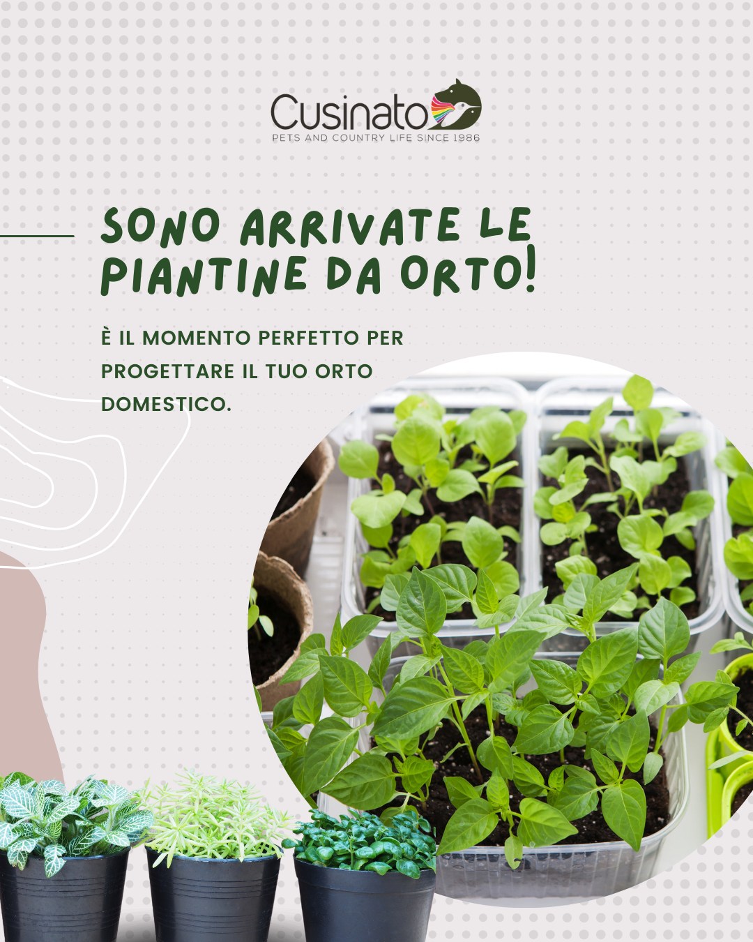 Pianta Di Melo Antico Deccio In Vaso Diametro 22 Cm, Varietà Veneta, Resistente, Frutto Dal Sapore Vinoso, Produzione Italiana