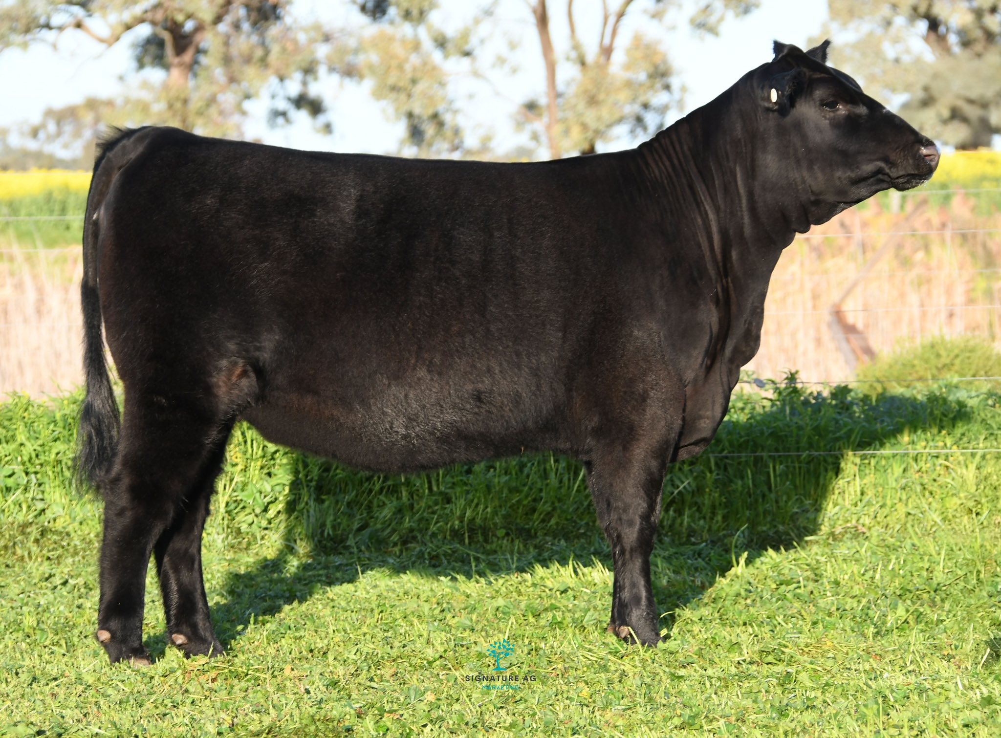 Barr - 2 hours until Angus Judging. Our Angus Royal rumble sale Barr ...