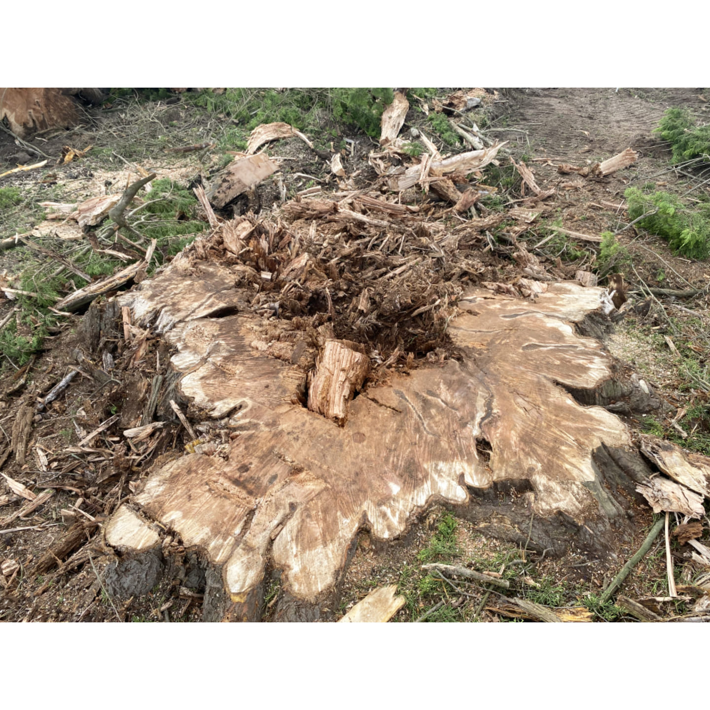 WHY is it best to REMOVE an entire... - EDI Tree & Garden | Facebook